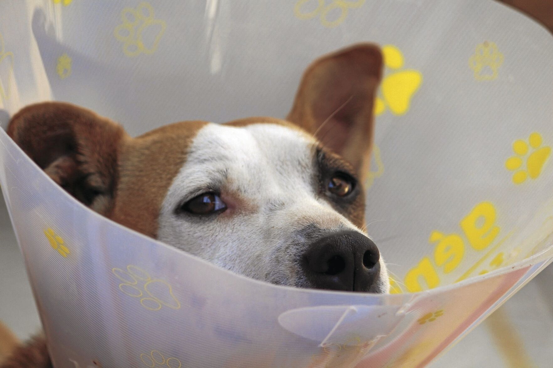 dog-1191662_1920_CMYK.jpg